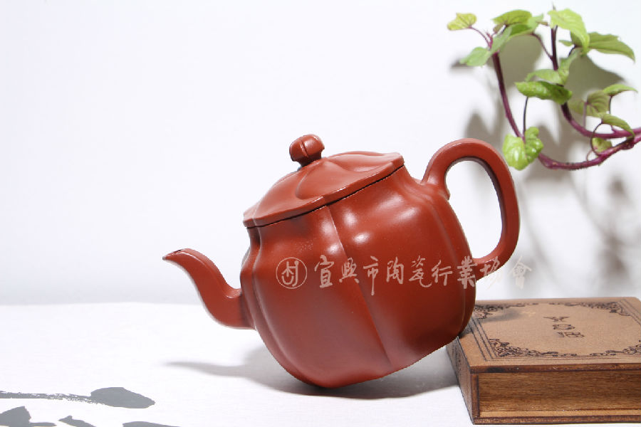 锦葵.JPG